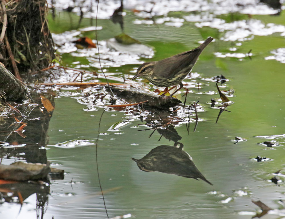 Northern Thrush